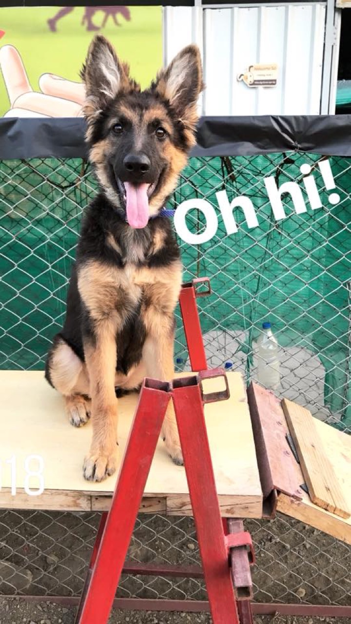 Dog Training & Behavior - Photo 8